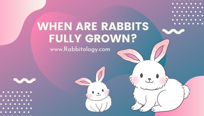When Are Rabbits Fully Grown