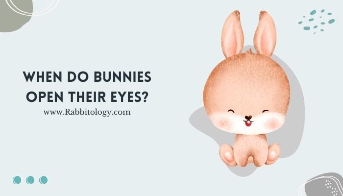 When Do Bunnies Open Their Eyes