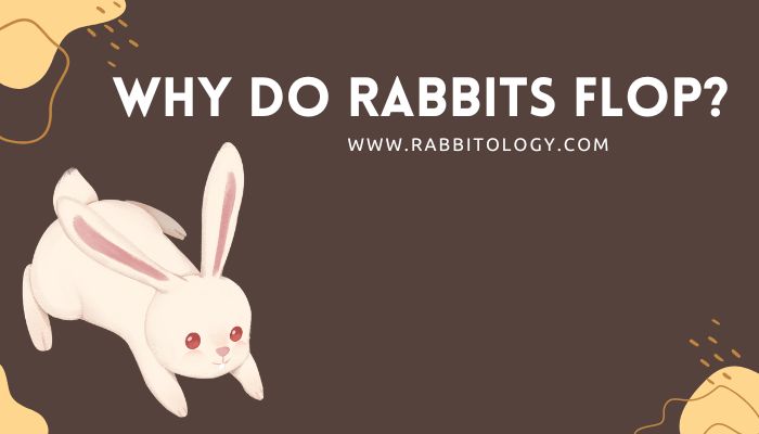 Why Do Rabbits Flop