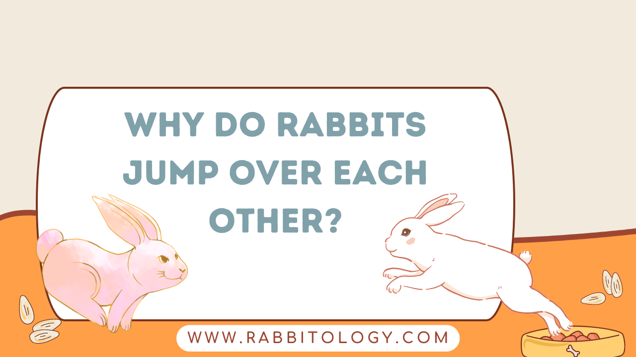 Why-Do-Rabbits-Jump-Over-Each-Other