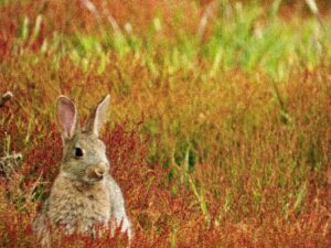 thrianta rabbit