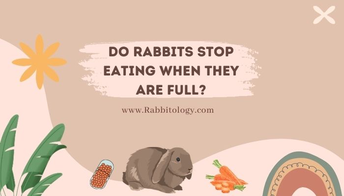 Do Rabbits Stop Eating When Full