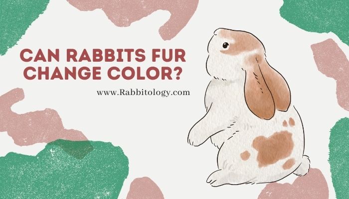 Can Rabbits' Fur Change Color