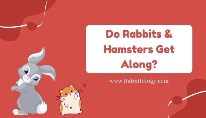 Do Rabbits & Hamsters Get Along