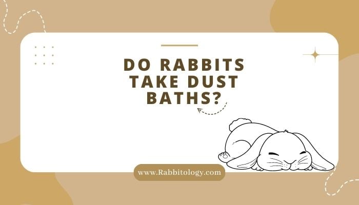 Do Rabbits Take Dust Baths