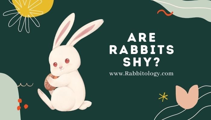 Are Rabbits Shy