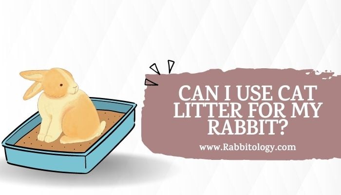 Can I Use Cat Litter for My Rabbit