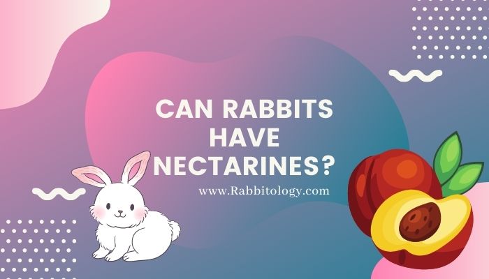 Can Rabbits Have Nectarines?