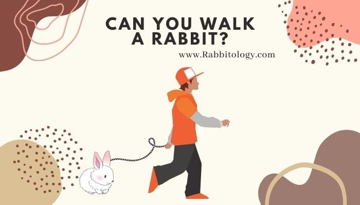 Can You Walk a Rabbit