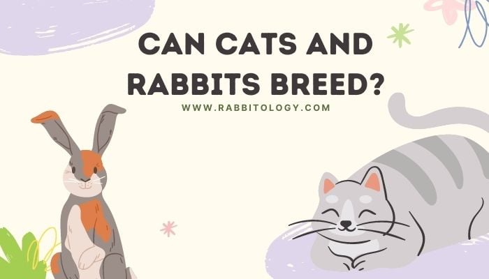 Can Cats and Rabbits Breed?