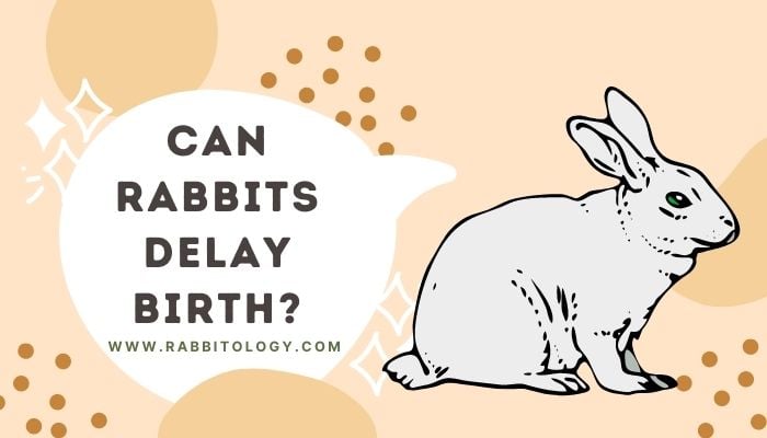 Can rabbits delay birth