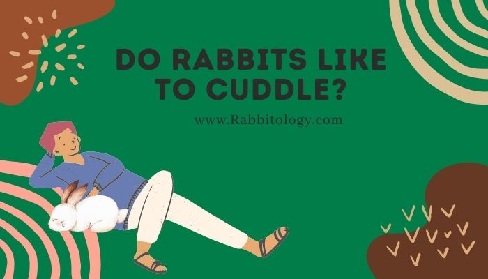 Do Rabbits Like to Cuddle
