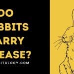 Do Rabbits Carry Disease?