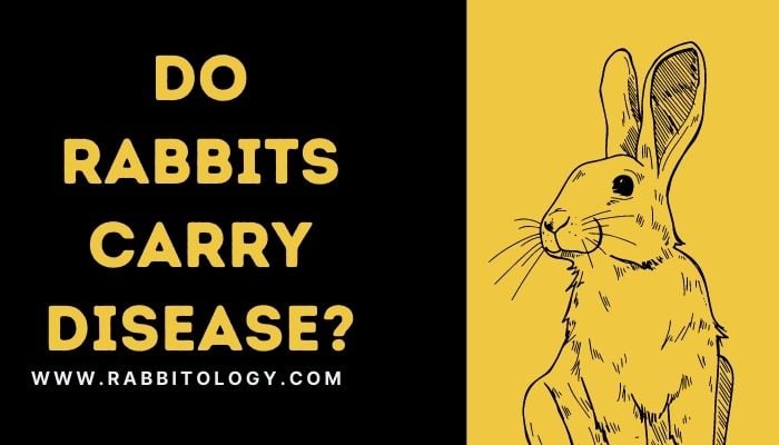 Do Rabbits Carry Disease?