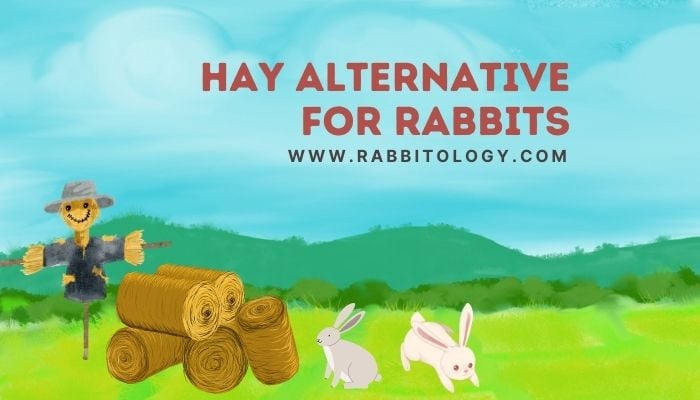 Hay alternative for rabbits