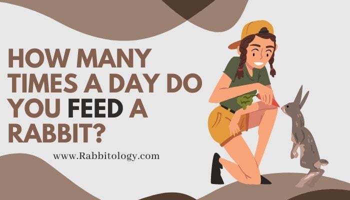 How Many Times a Day Do You Feed a Rabbit?