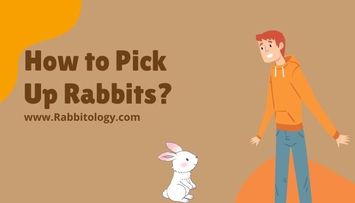 How to Pick Up Rabbits