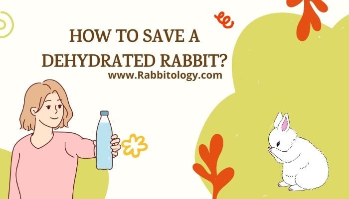 How to Save a Dehydrated Rabbit?