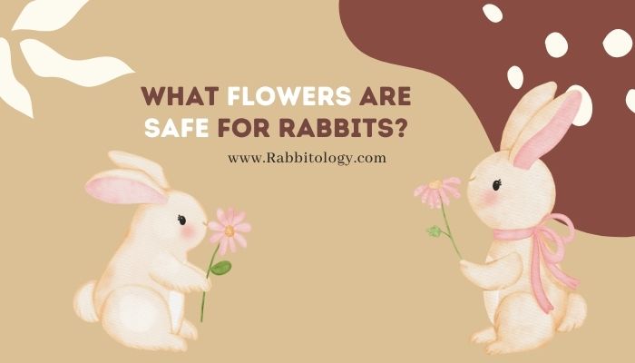 What Flowers Are Safe for Rabbits
