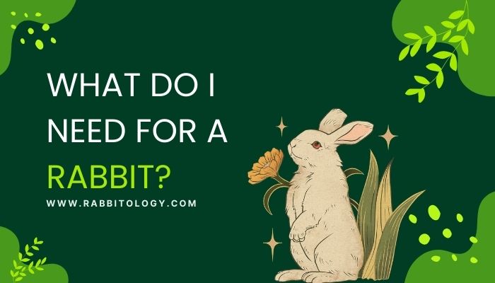 What Do I Need for a Rabbit?