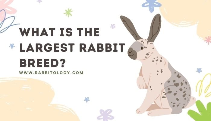 What is the largest rabbit breed