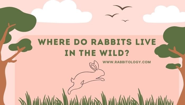 Where Do Rabbits live in the Wild?