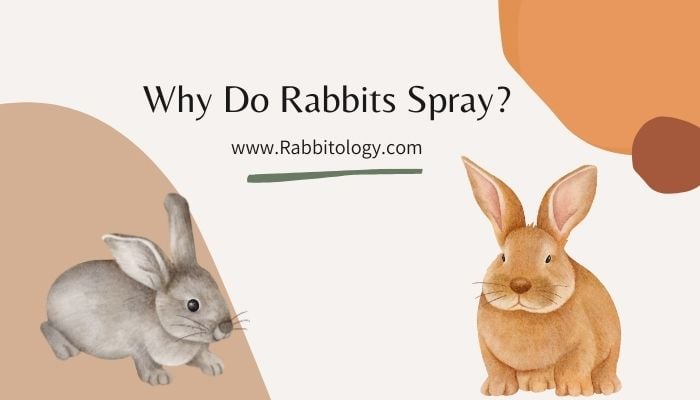 Why Do Rabbits Spray?