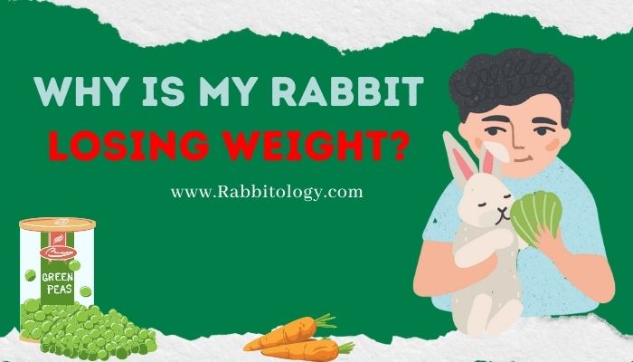 Why is My Rabbit Losing Weight