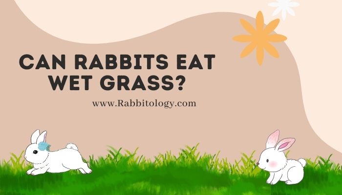 Can Rabbits Eat Wet Grass?