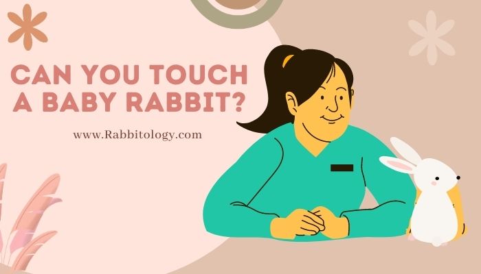Can You Touch a Baby Rabbit
