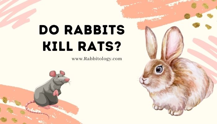 do rabbits kill rats