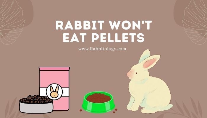 rabbit wont eat pellets