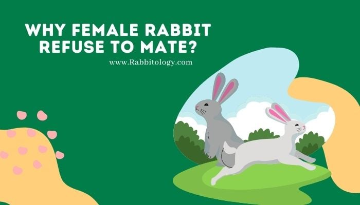 Why Female Rabbits Refuse to Mate